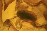 Fossil Beetle (Coleoptera) & Spider (Aranea) In Baltic Amber #73356-3